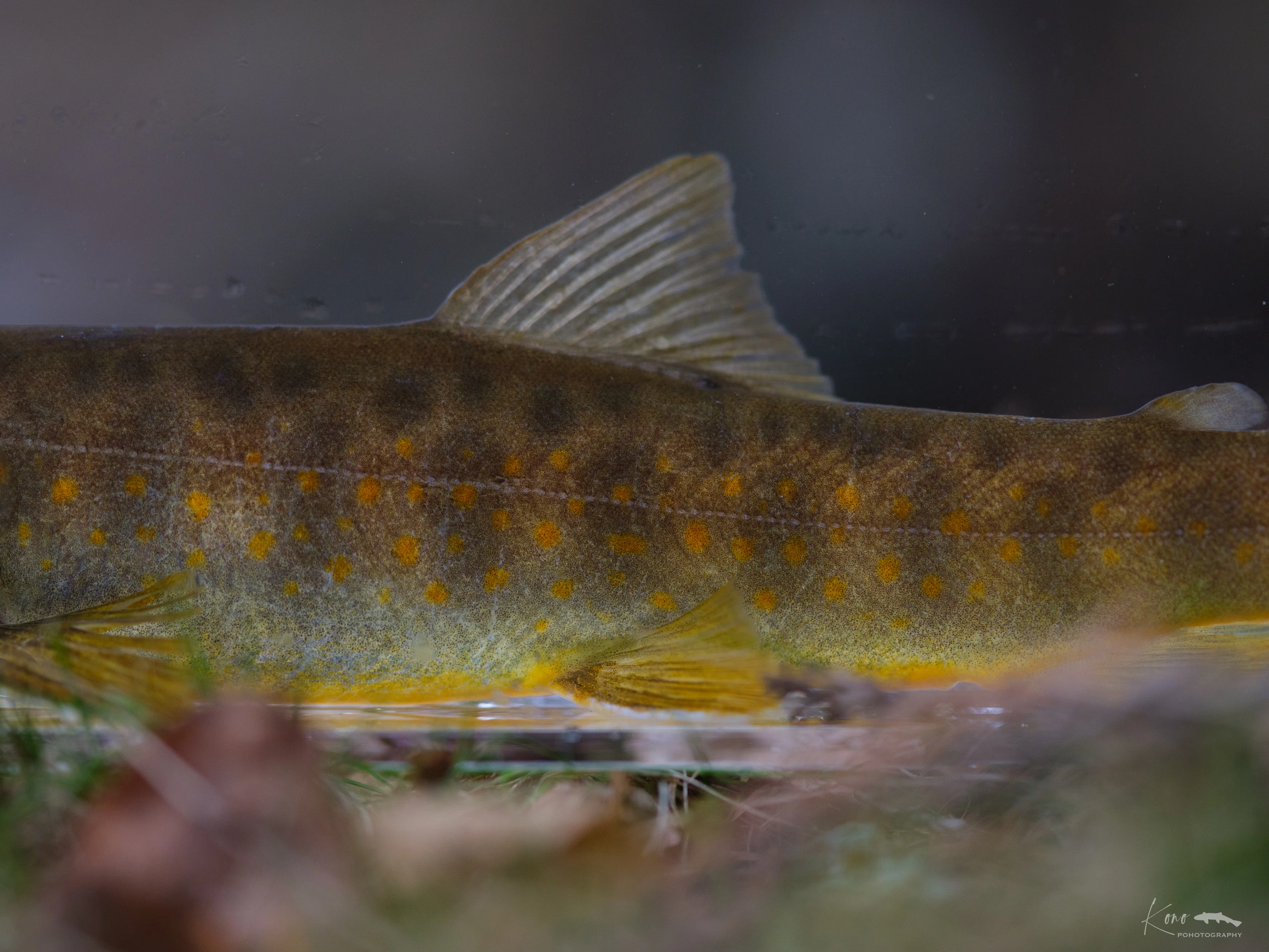 渓流釣り】長野県最北端のヤマトイワナ探訪｜山ト岩魚と