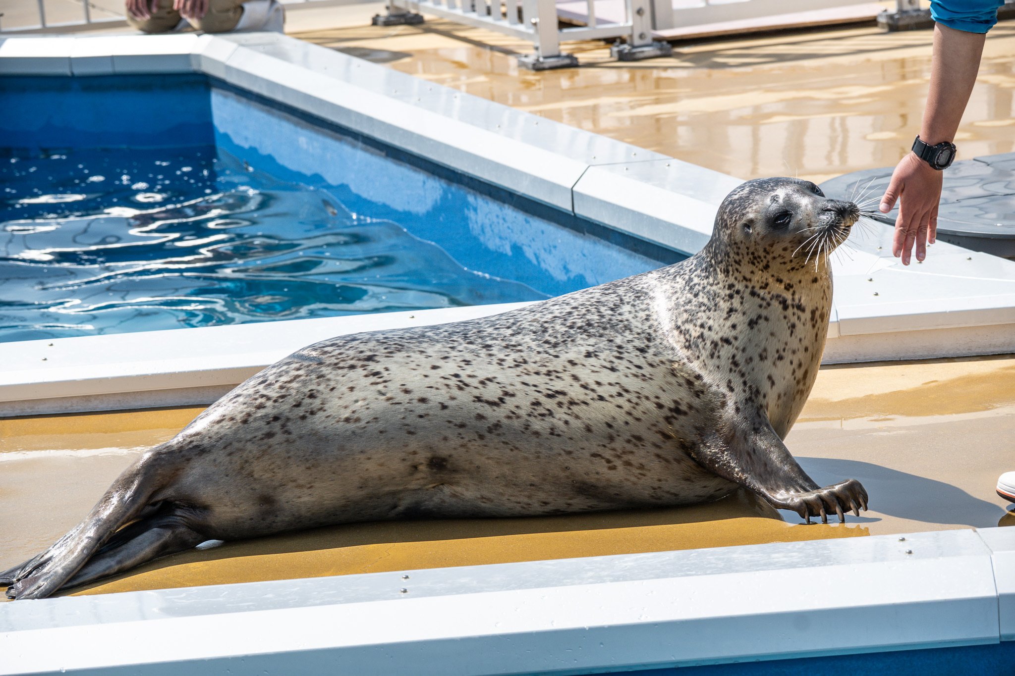日本のアザラシ探訪記⑭四国水族館（香川）｜ヒロサキ