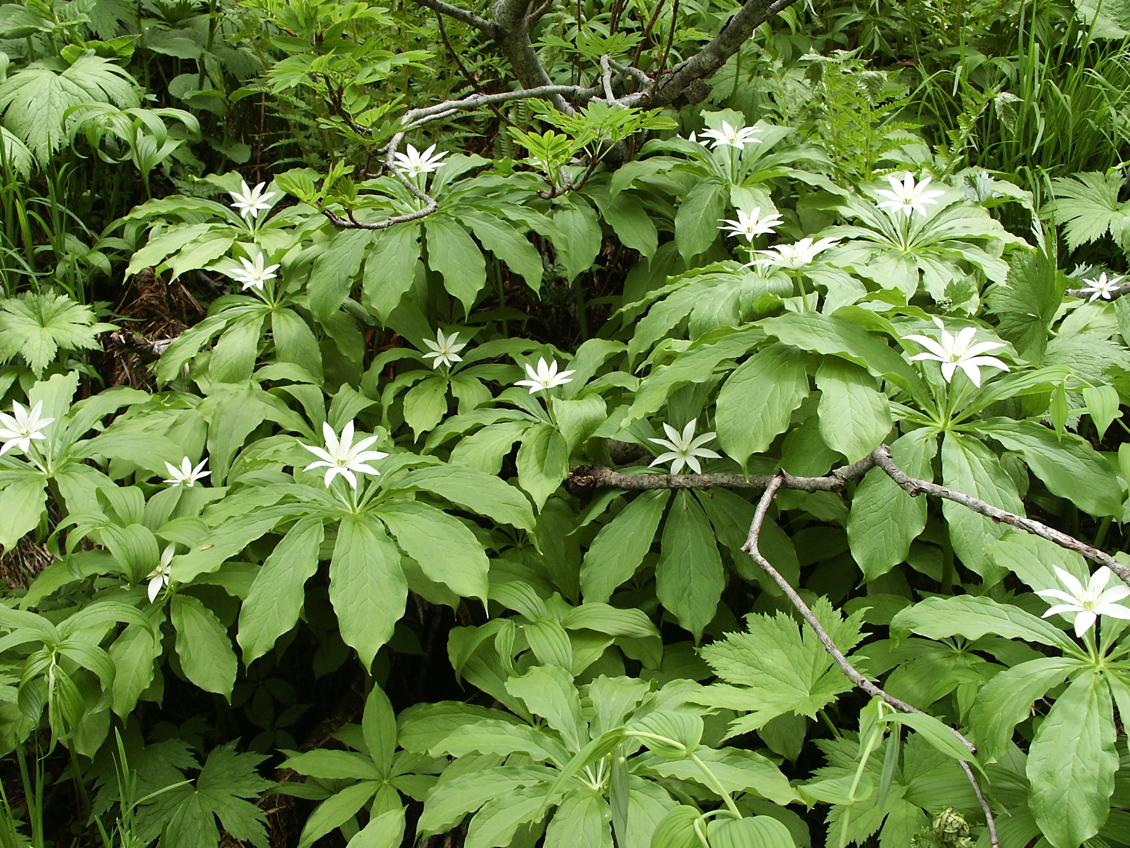 衣笠草（高山植物・水彩画風）｜taka