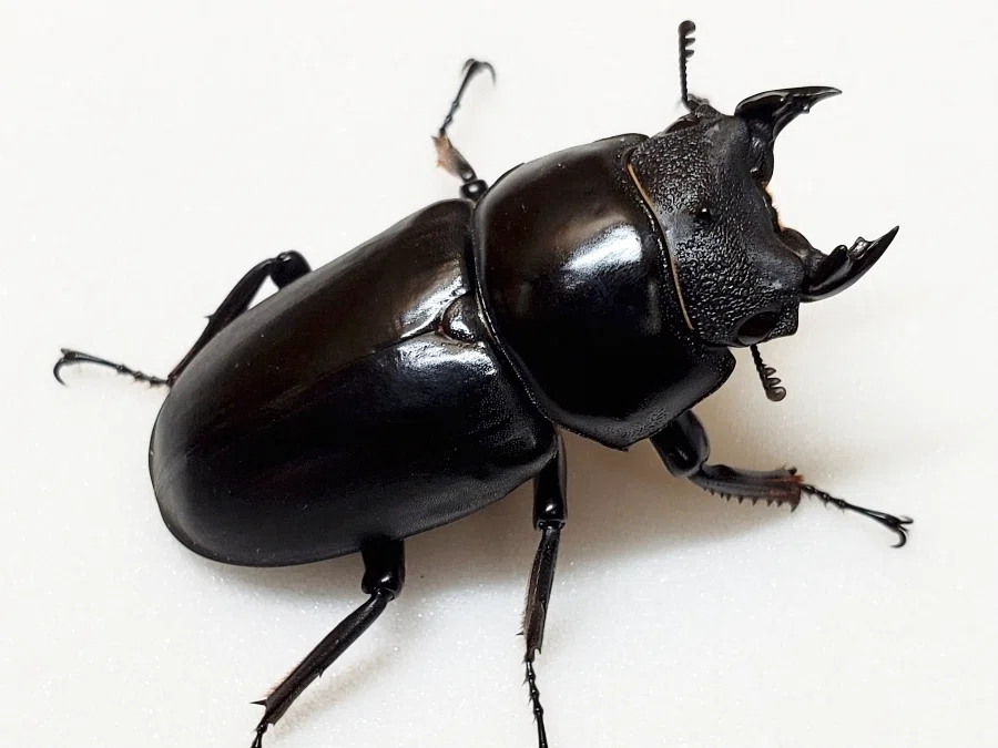 Rearing Record of Dorcus nepalensis [2019-2023]｜AKECHI