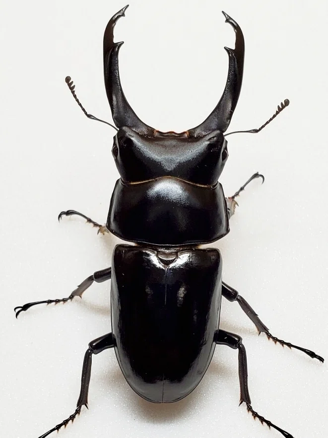 Rearing Record of Dorcus nepalensis [2019-2023]｜AKECHI