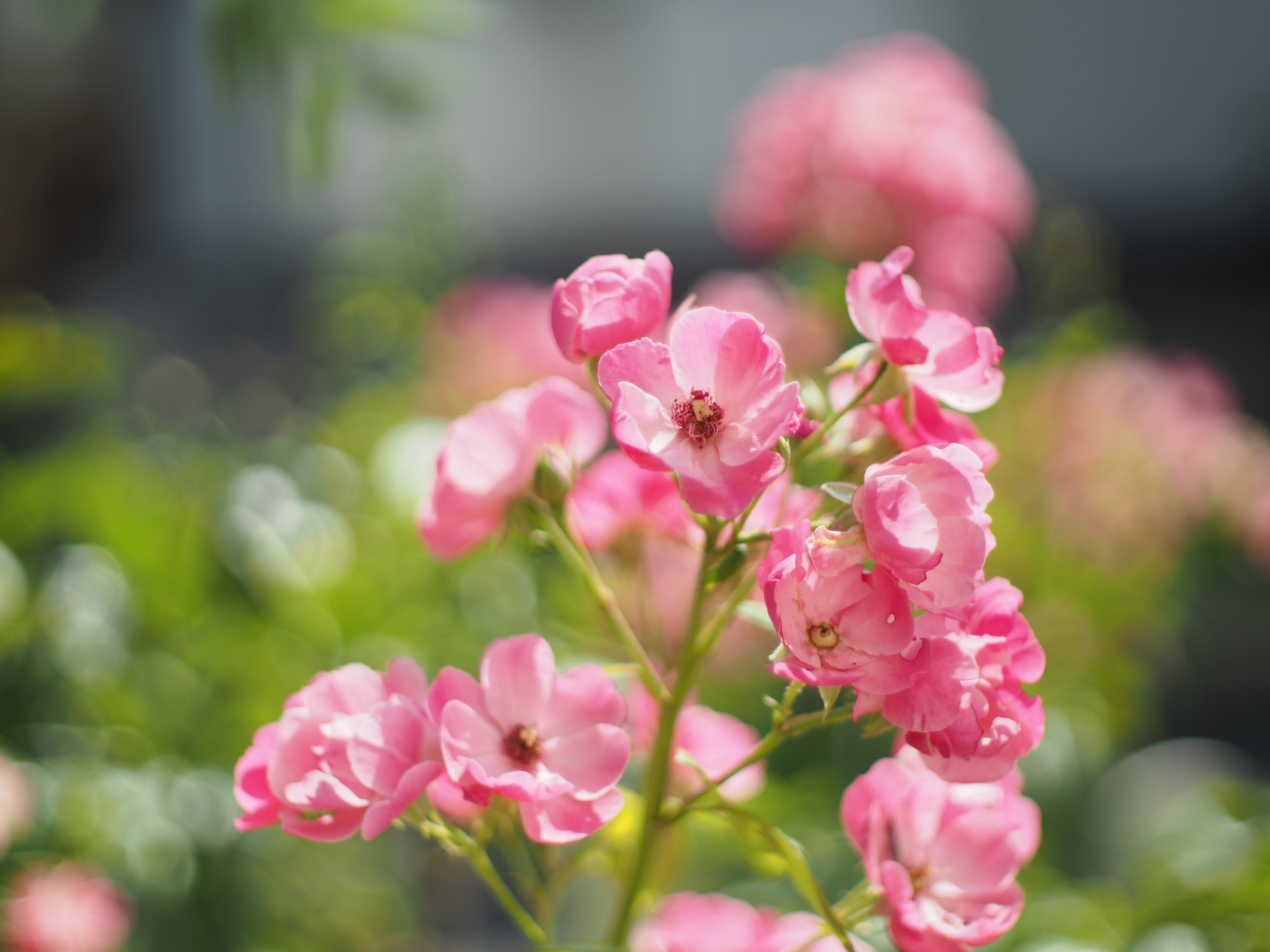 ペンF用レンズ40mmF1.4を使う｜cherubino