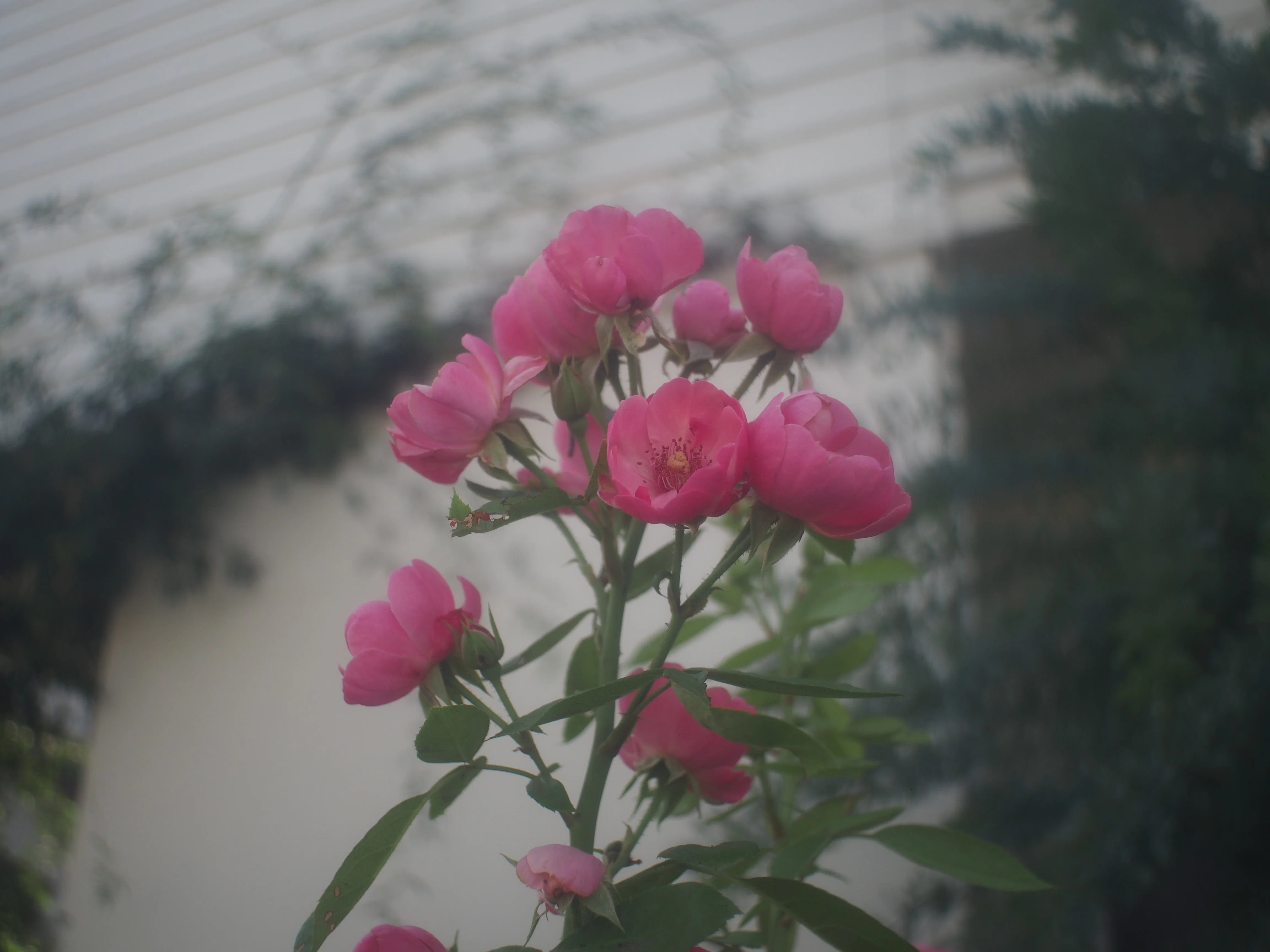 ペンF用レンズ40mmF1.4を使う｜cherubino