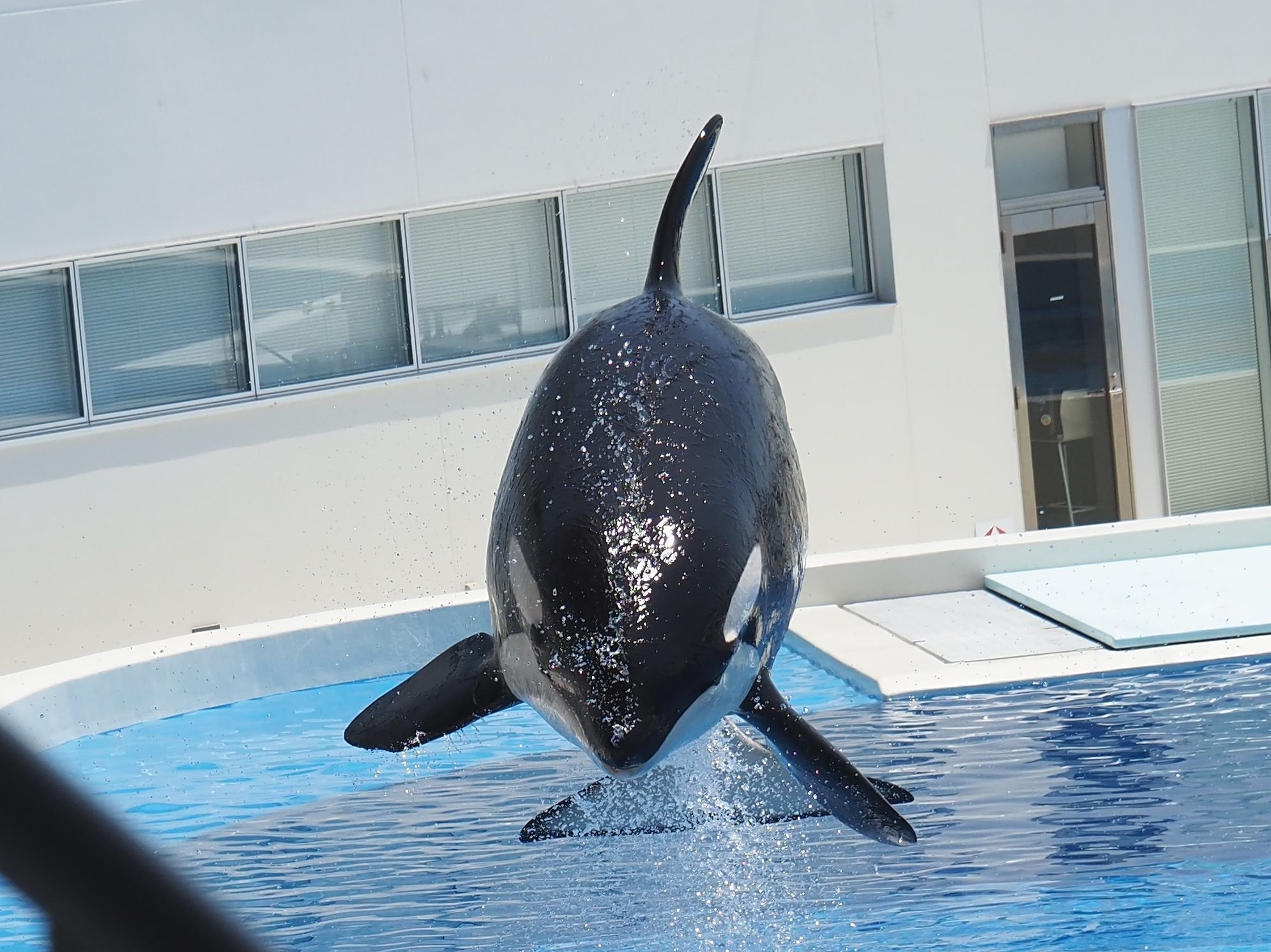 シャチ（オルカ）の写真集│シャチ（オルカ）の写真素材【神戸須磨シー