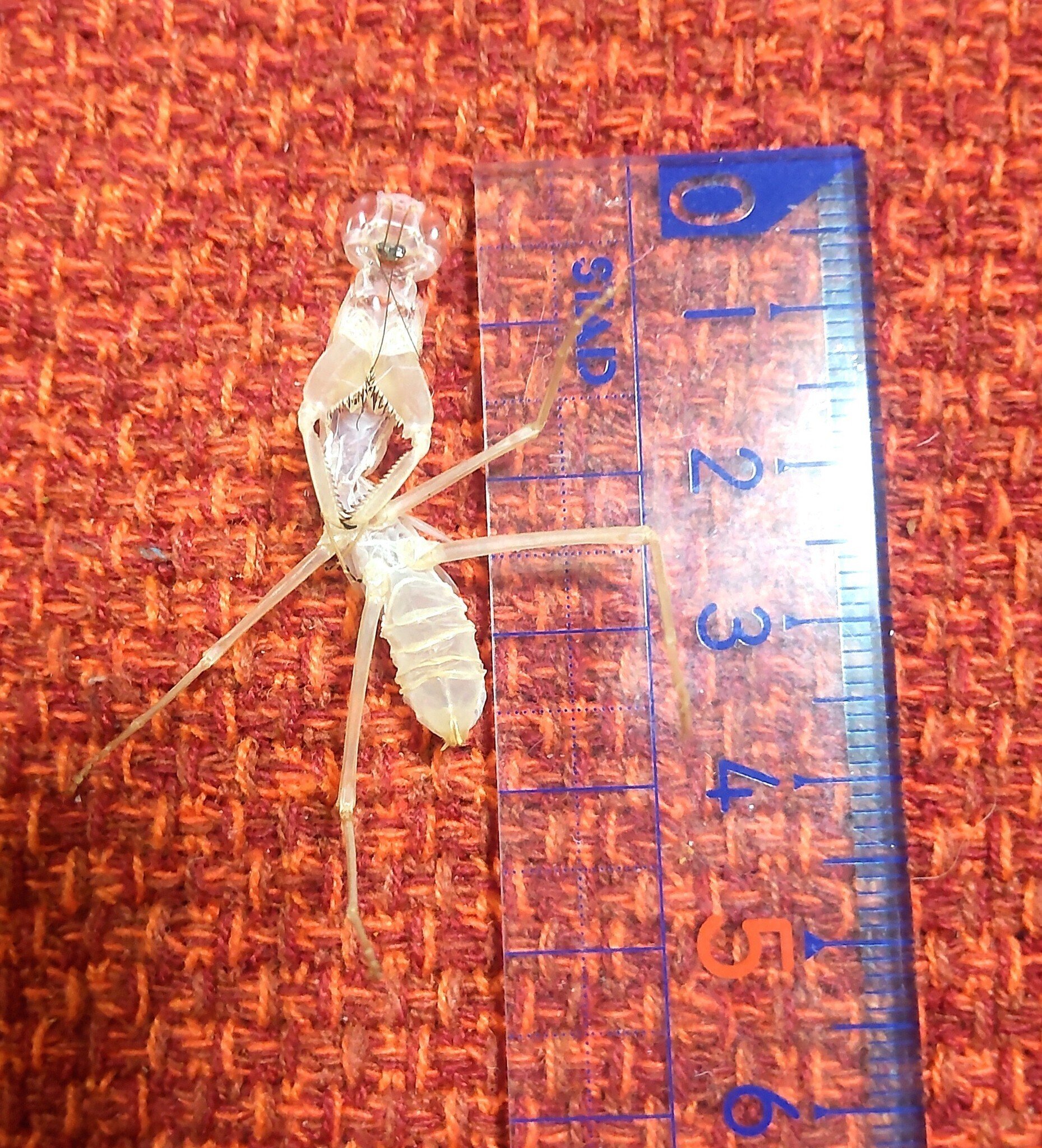 世界の色々なカマキリ カマキリ 標本 抜け殻 死骸
