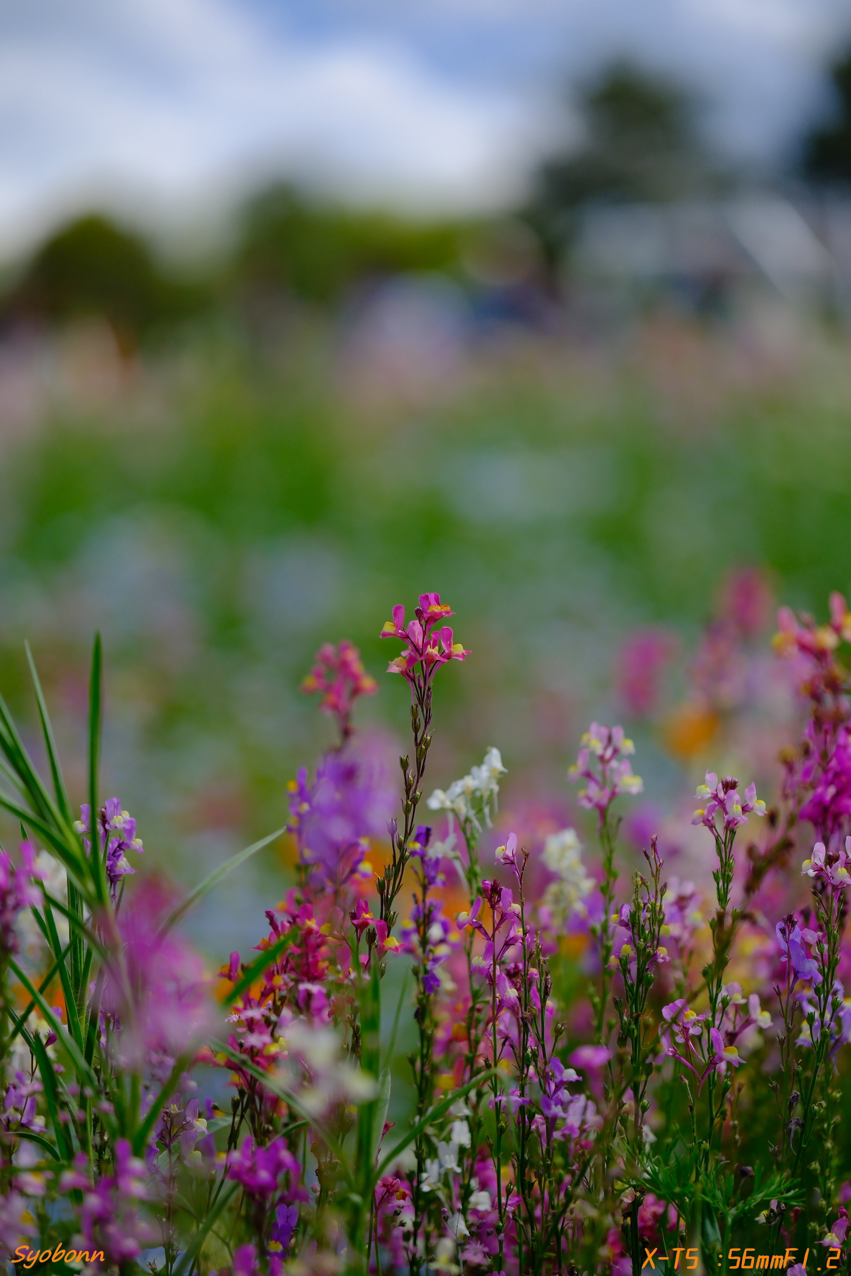 X－T5で昭和記念公園のネモフィラスナップ#144_2504｜(´・ω・｀)