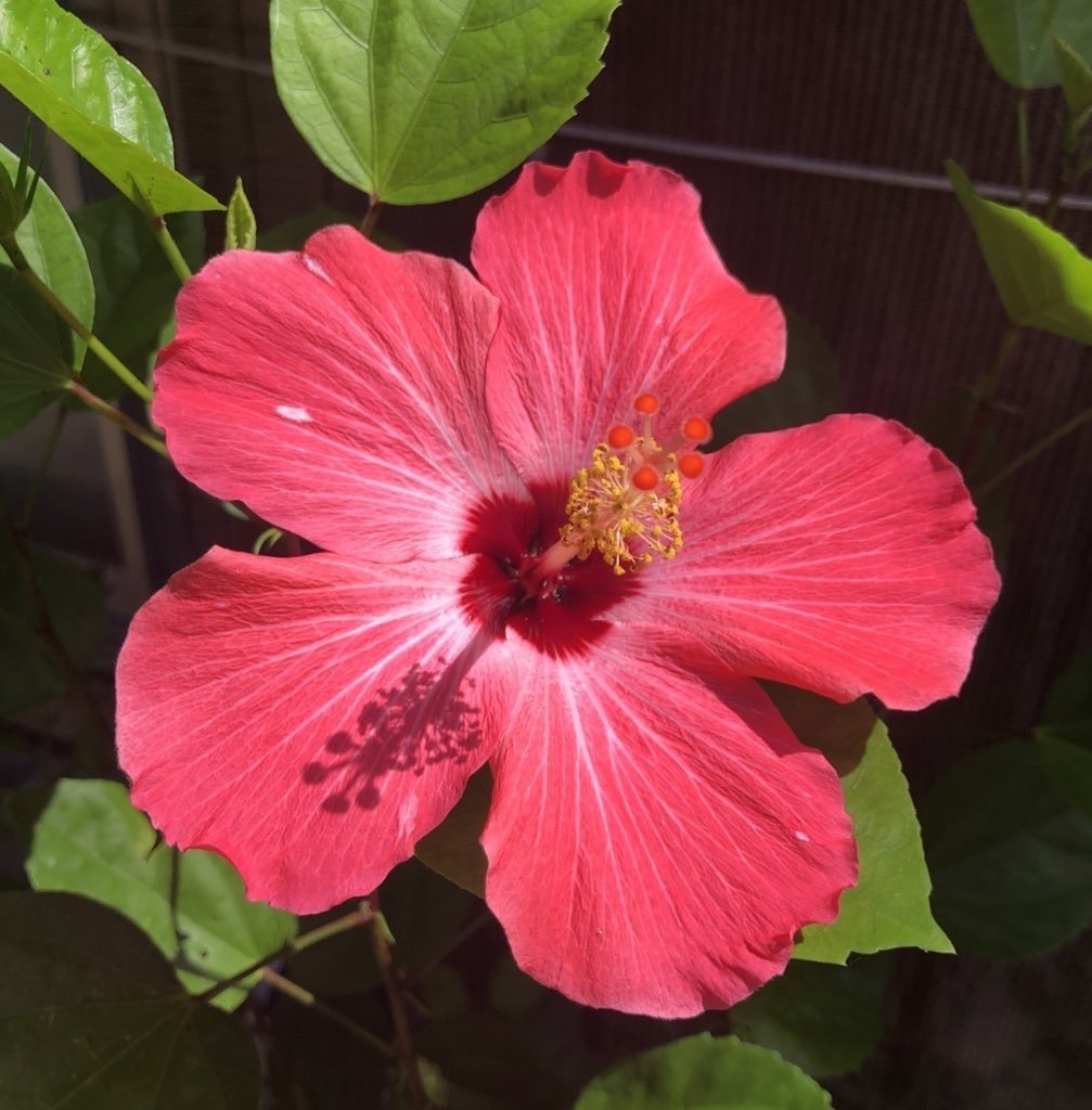 マダガスカリエンセ(oc)、OMG spore select 計2点 マダガスカリエンセ(oc)、OMG spore select 計2点 あんちゃん