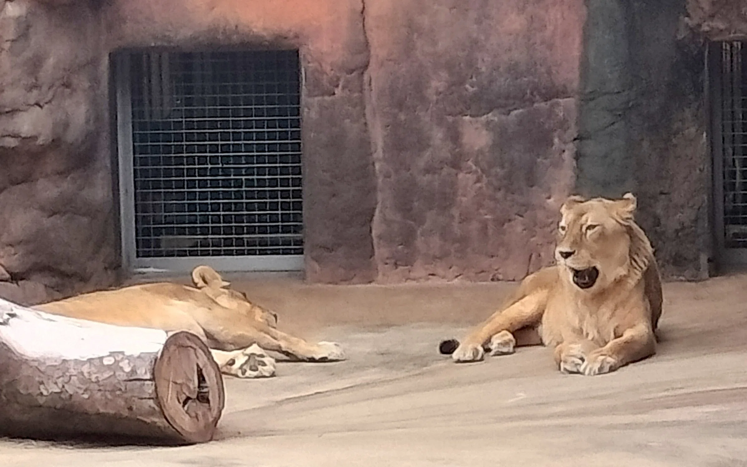 戦時中の動物園のお話（天王寺動物園）｜のぶう