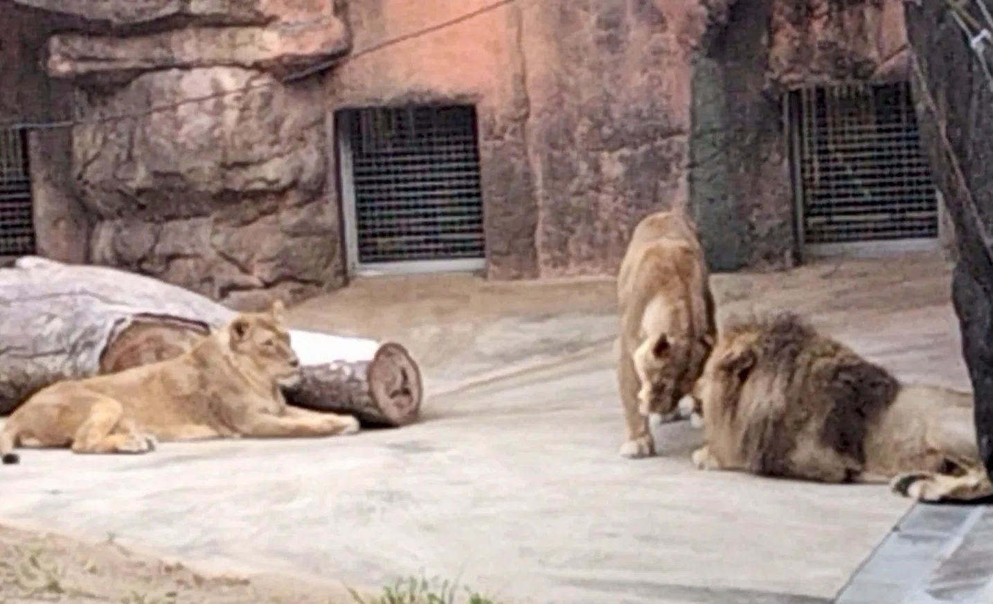 戦時中の動物園のお話（天王寺動物園）｜のぶう
