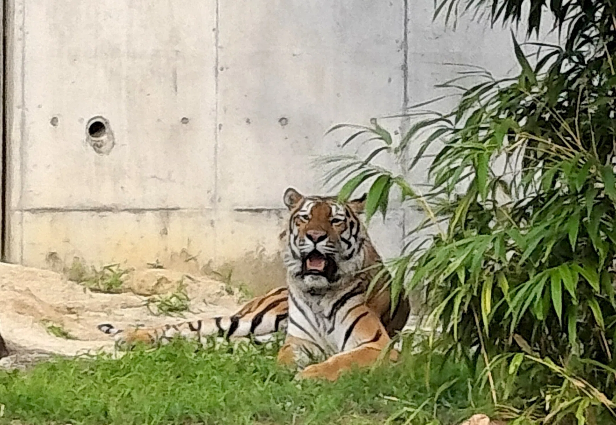 戦時中の動物園のお話（天王寺動物園）｜のぶう