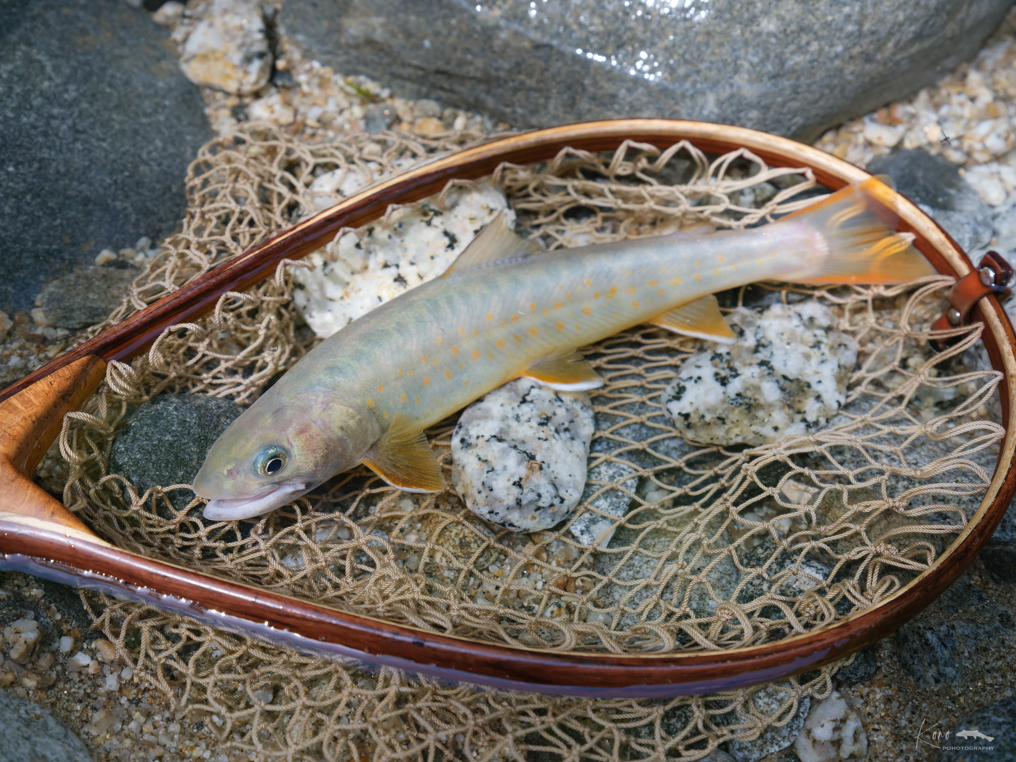 渓流釣り】白ヤマトイワナ探訪｜山ト岩魚と