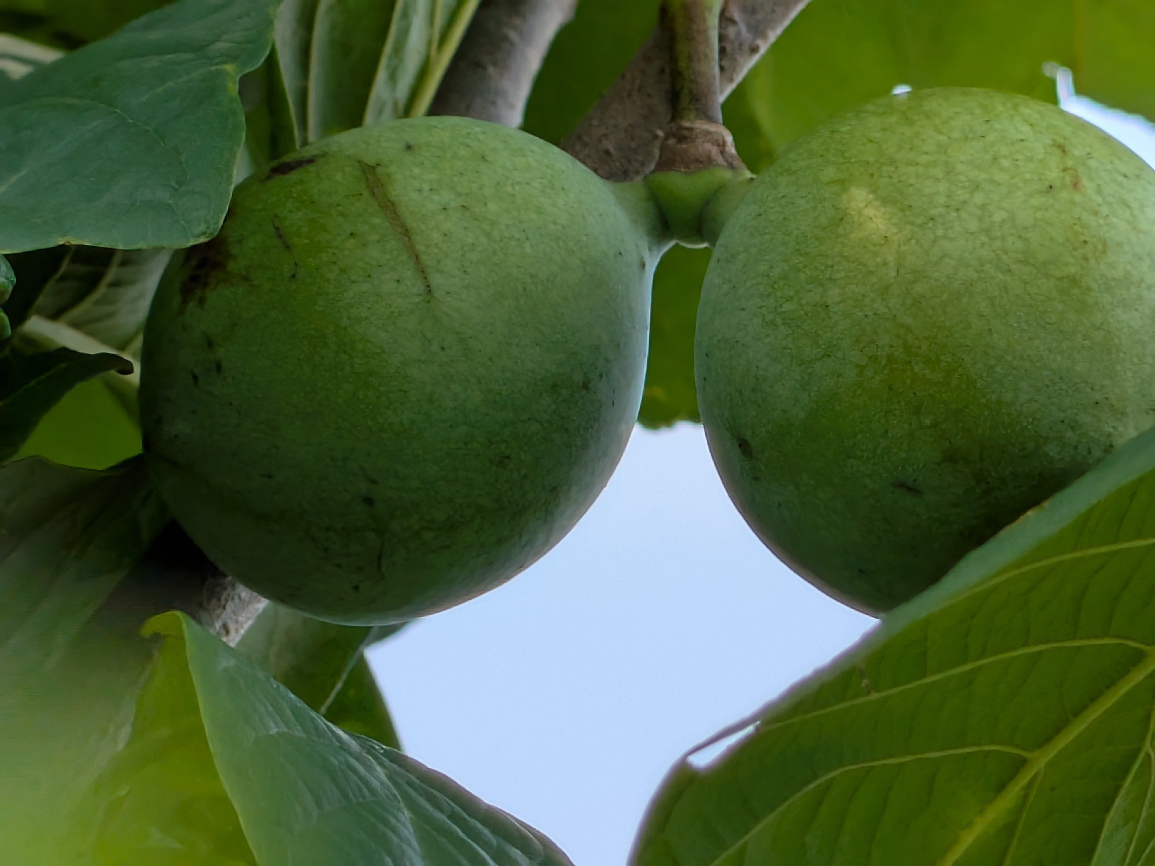 ポポー Pawpaw｜ジジ・ファーム