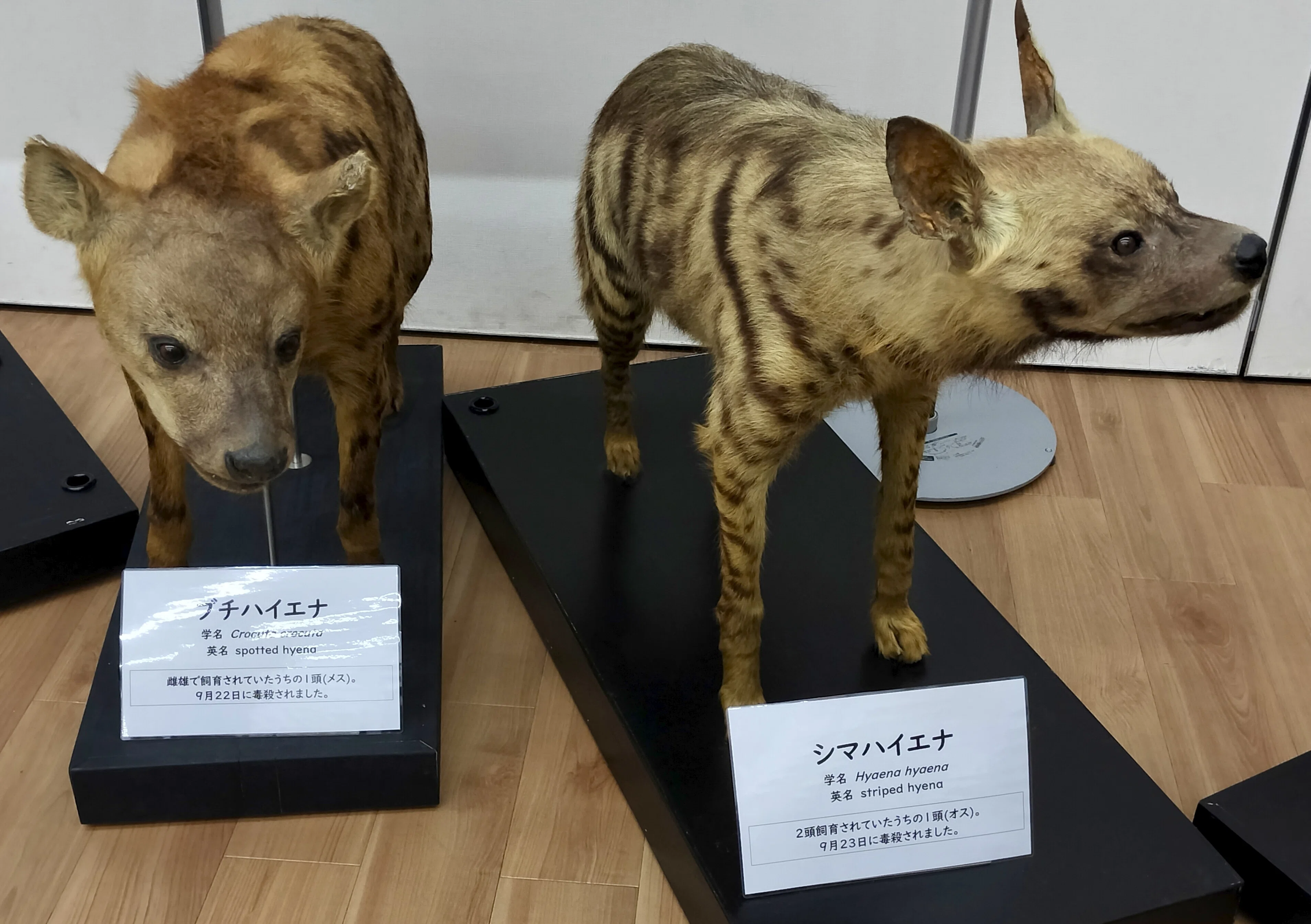 戦時中の動物園のお話（天王寺動物園）｜のぶう