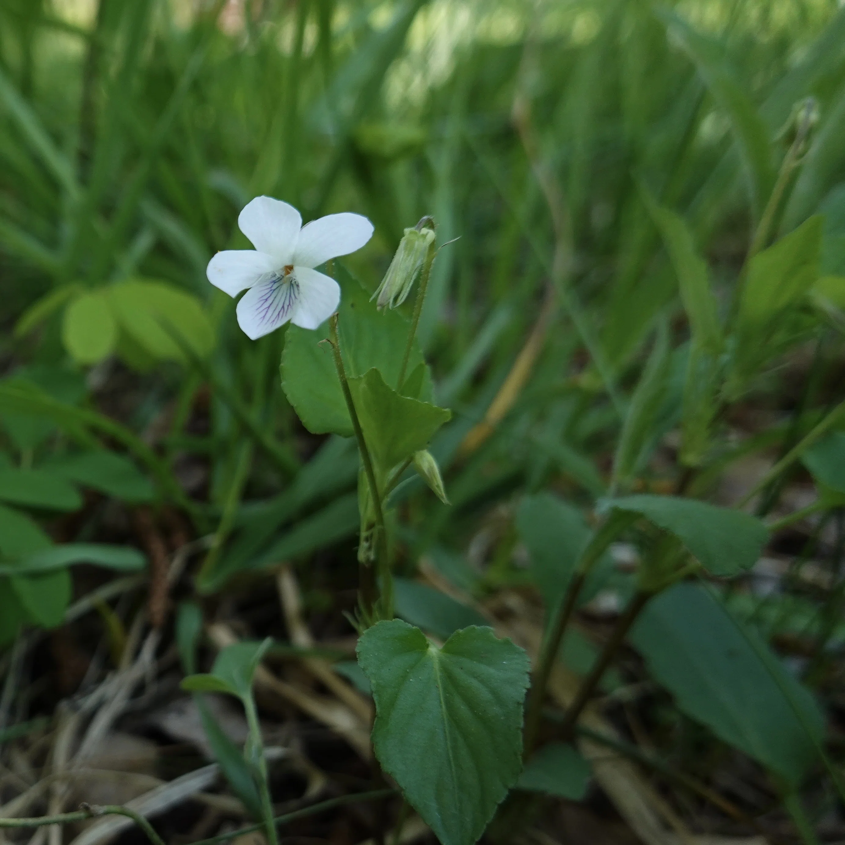 北の蝦夷タチツボスミレ苗 エゾノタチツボスミレ Viola acuminata｜noteスミレの部屋 – Violets