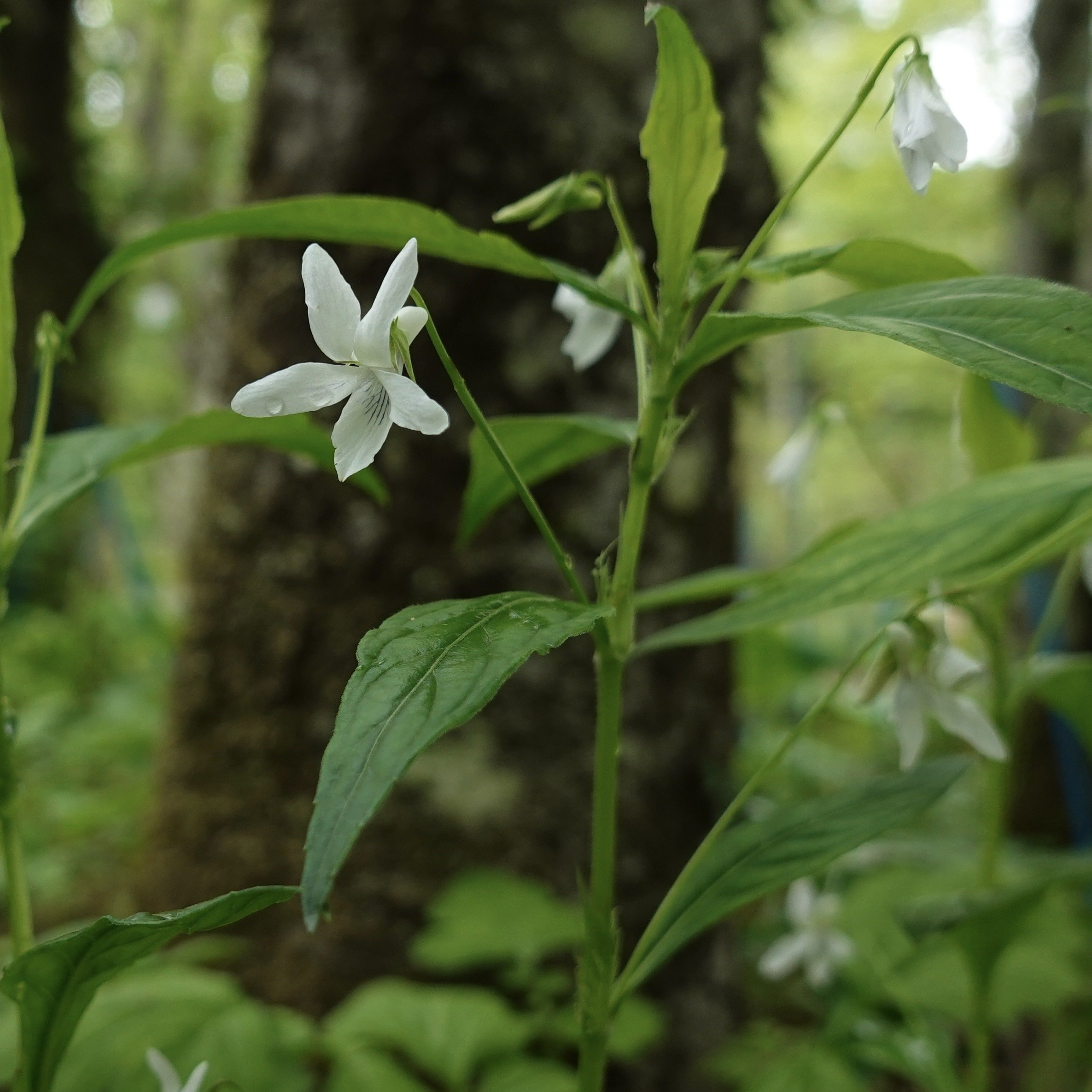 タデスミレ Viola thibaudieri｜noteスミレの部屋