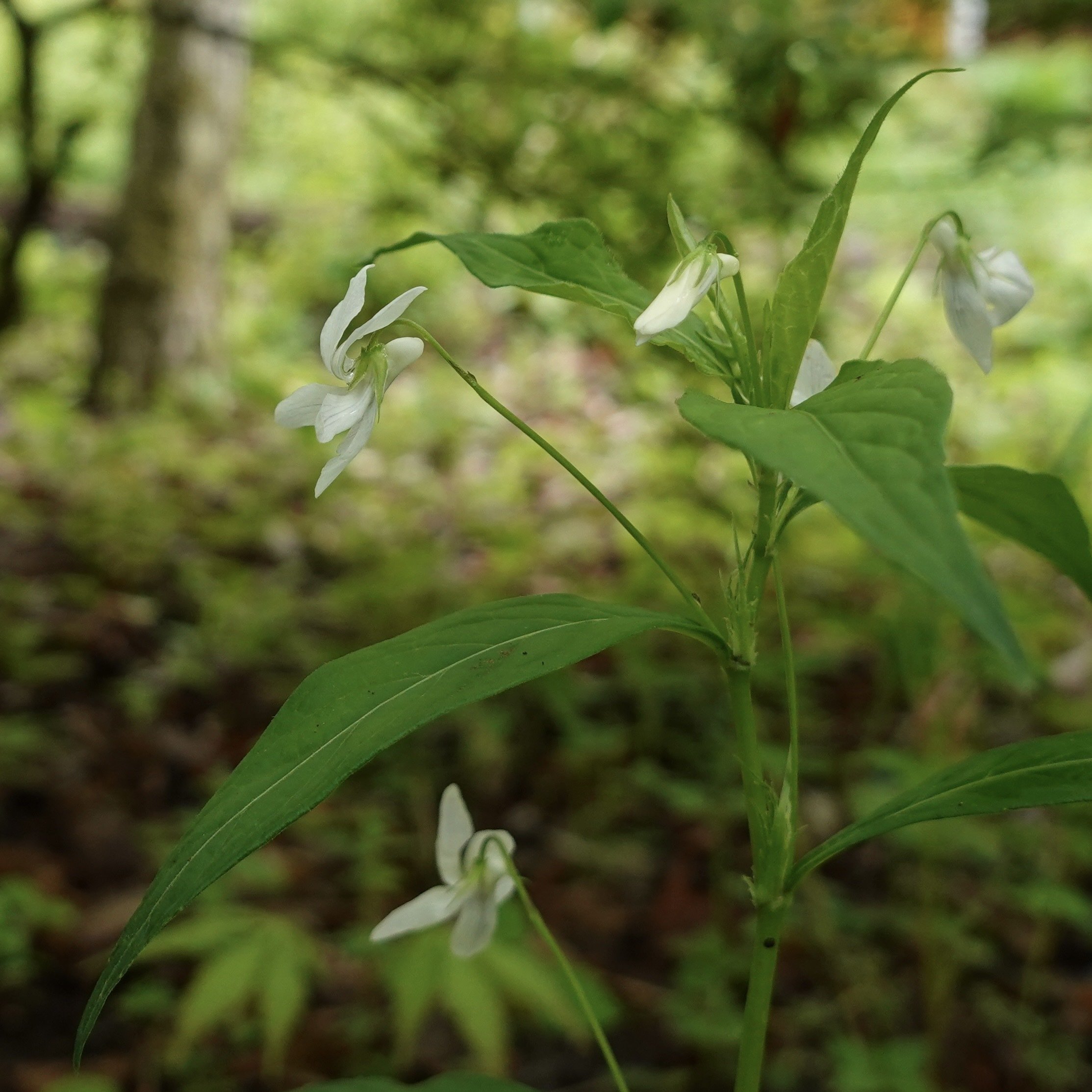 タデスミレ Viola thibaudieri｜noteスミレの部屋