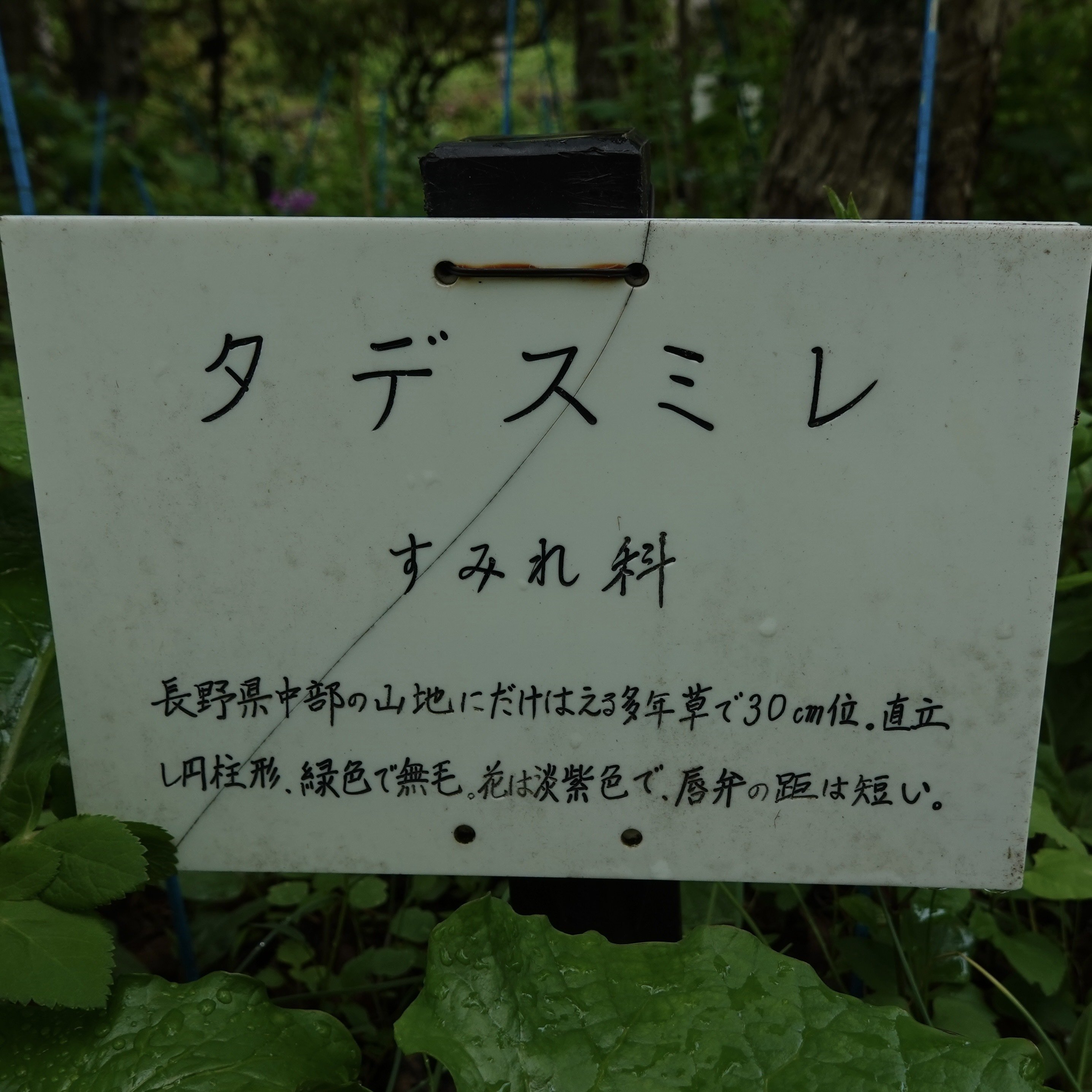 タデスミレ Viola thibaudieri｜noteスミレの部屋