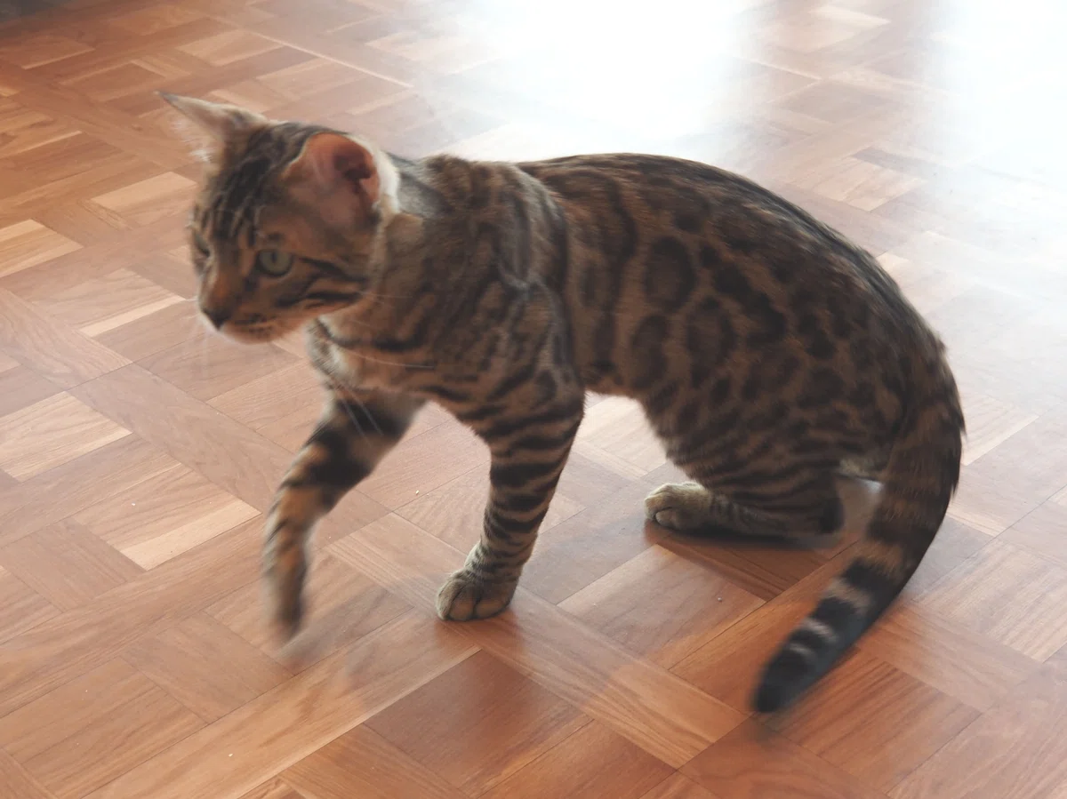 猫カフェ、モカMOCHA)の猫写真5