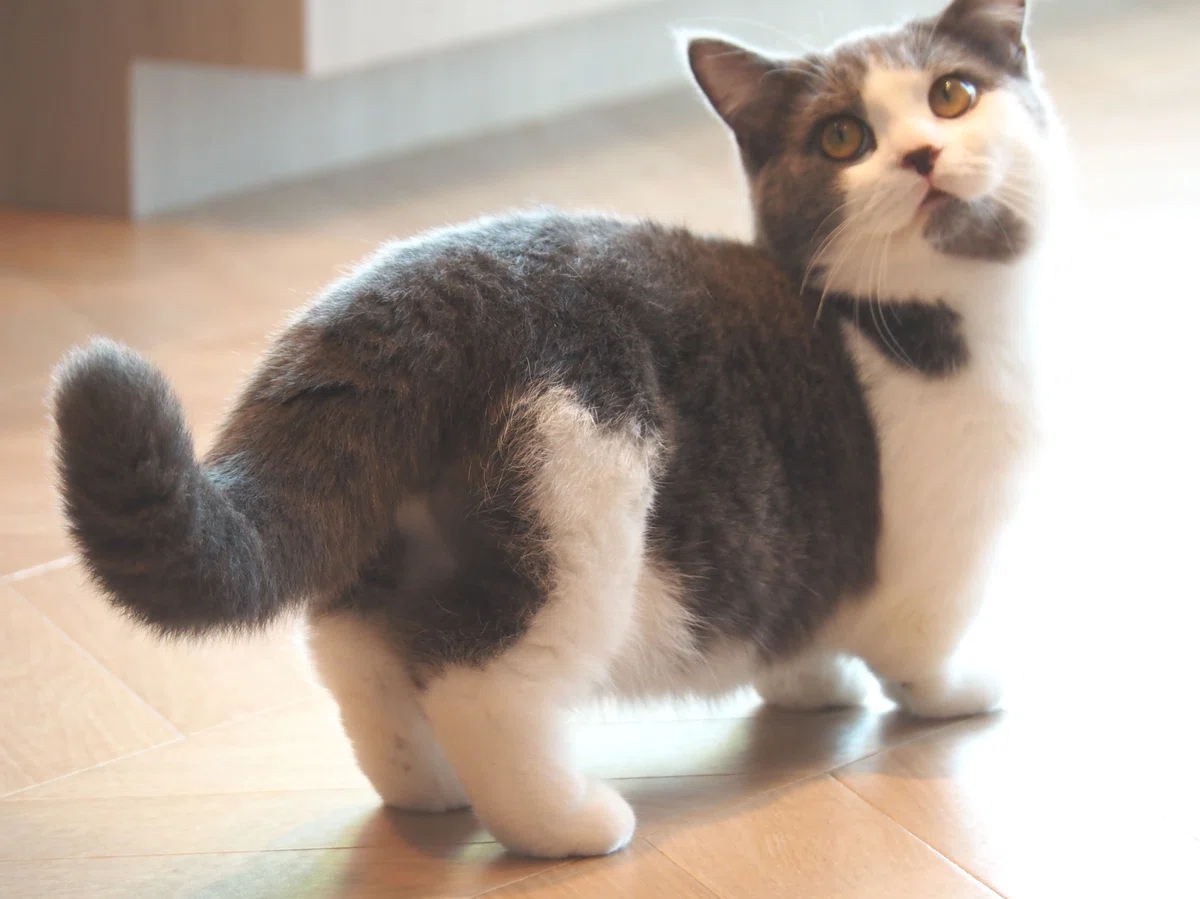 猫カフェ、モカMOCHA)の猫写真8