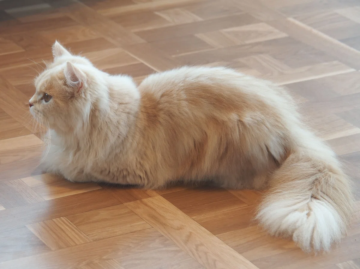猫カフェ、モカMOCHA)の猫写真9