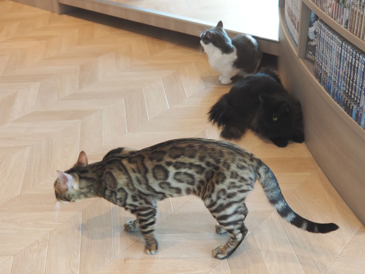 猫カフェ、モカMOCHA)の猫写真6