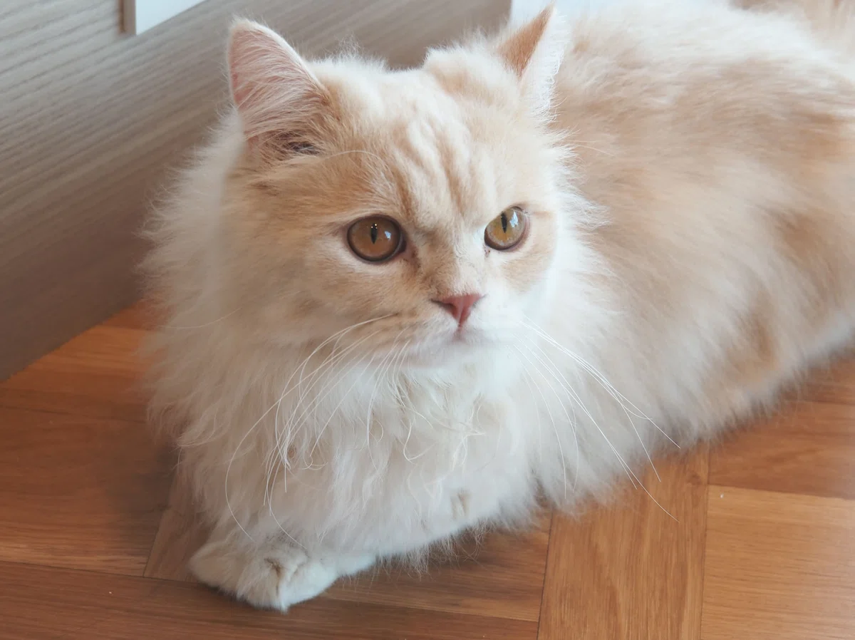 猫カフェ、モカMOCHA)の猫写真10