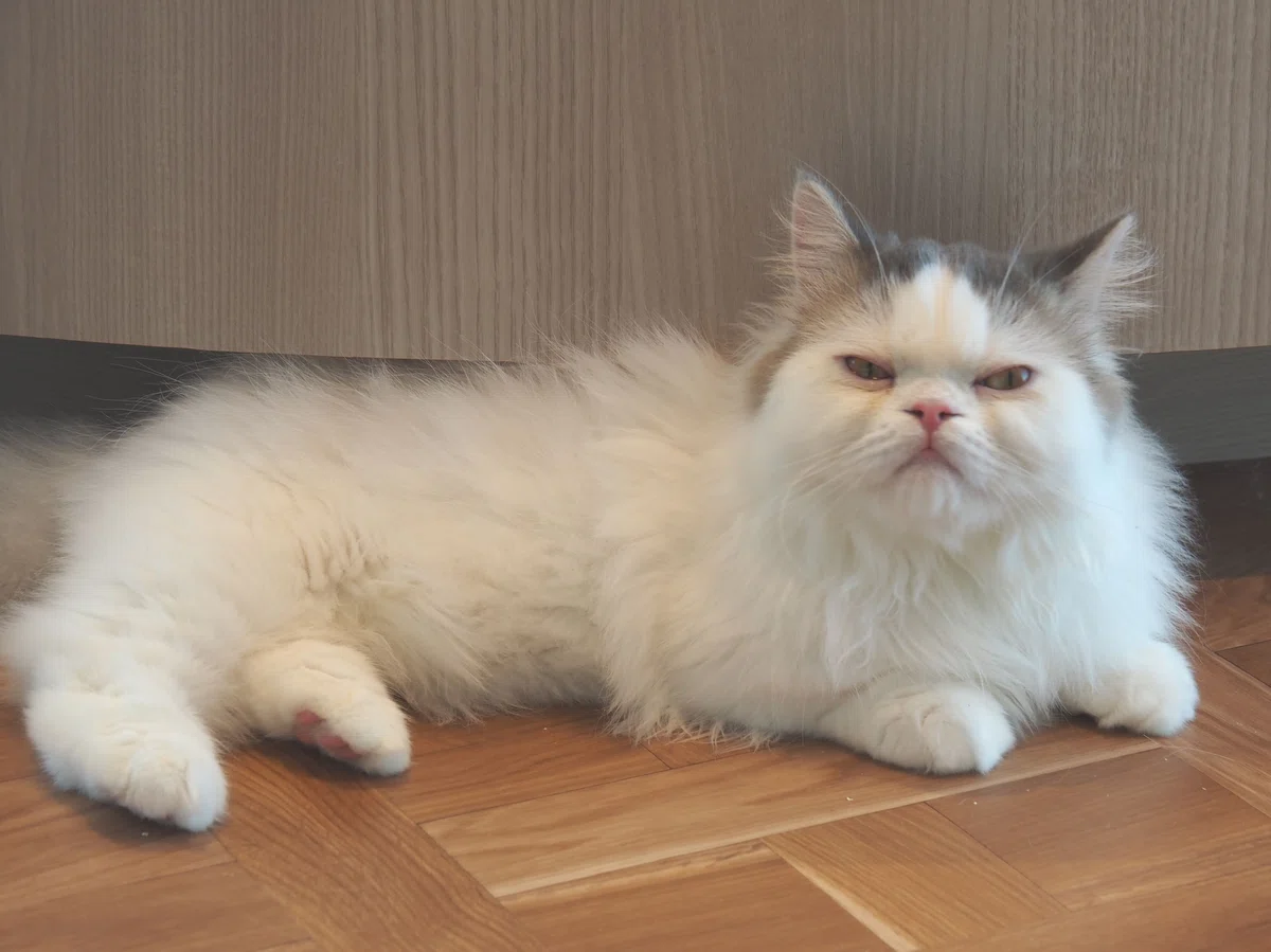 猫カフェ、モカMOCHA)の猫写真1
