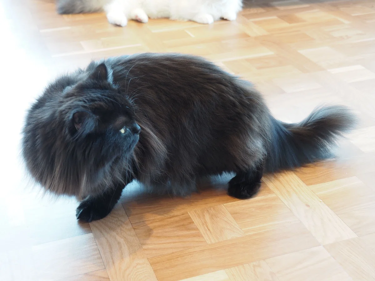 猫カフェ、モカMOCHA)の猫写真4