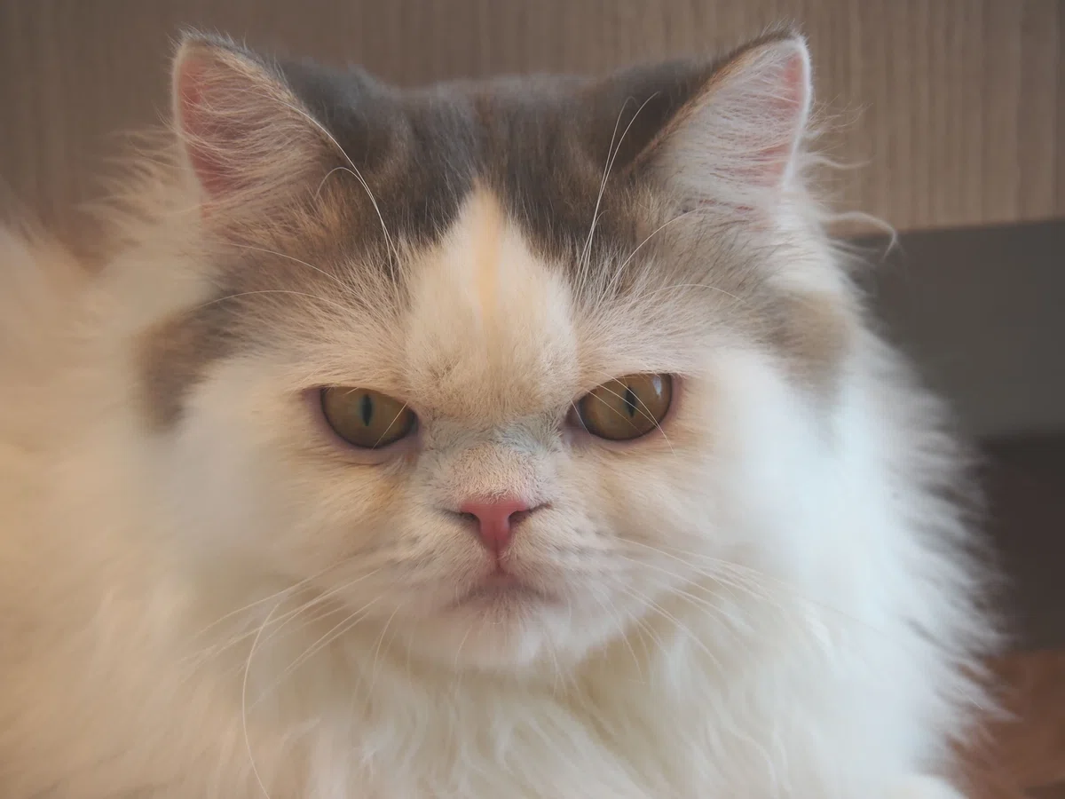 猫カフェ、モカMOCHA)の猫写真3