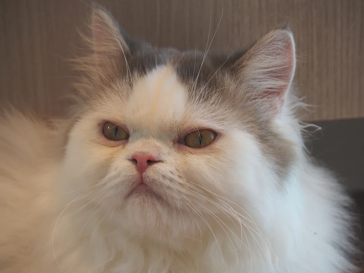 猫カフェ、モカMOCHA)の猫写真2