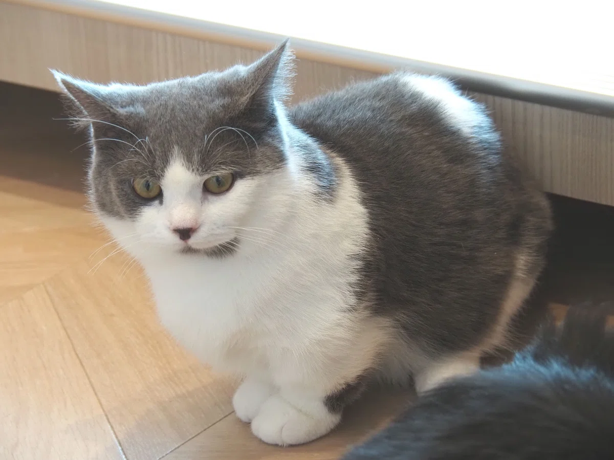 猫カフェ、モカMOCHA)の猫写真7