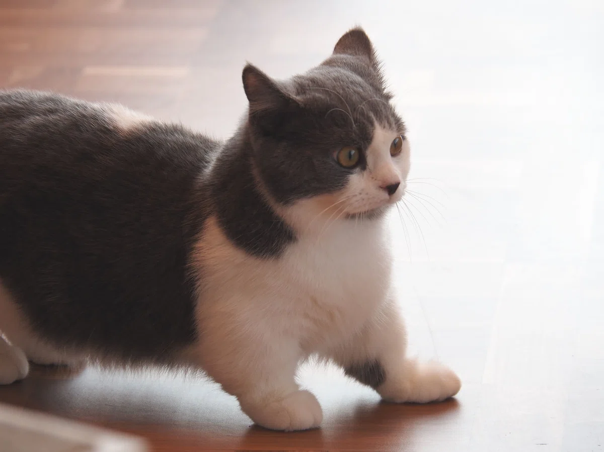 猫カフェ、モカMOCHA)の猫写真20