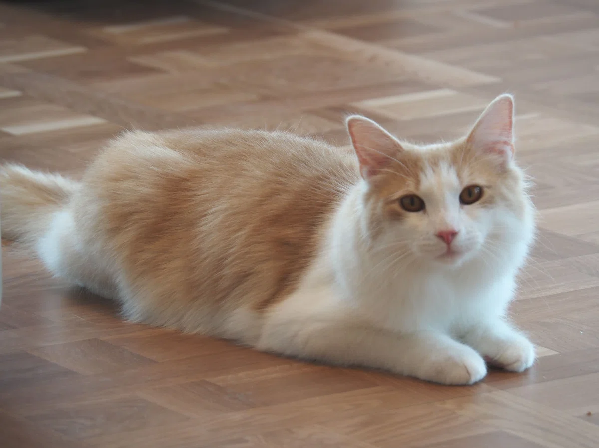 猫カフェ、モカMOCHA)の猫写真25
