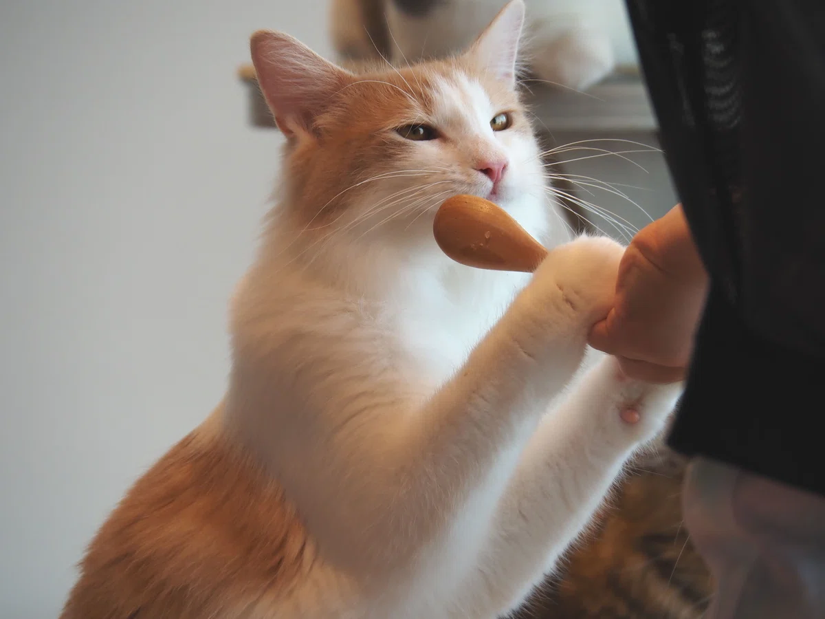 猫カフェ、モカMOCHA)の猫写真41