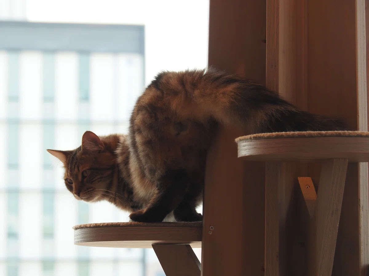 猫カフェ、モカMOCHA)の猫写真24