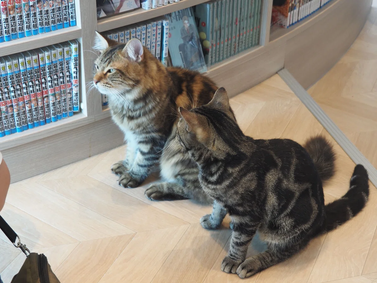 猫カフェ、モカMOCHA)の猫写真32