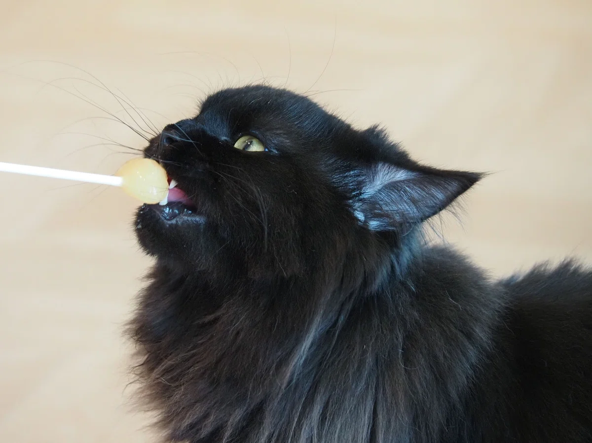 猫カフェ、モカMOCHA)の猫写真37