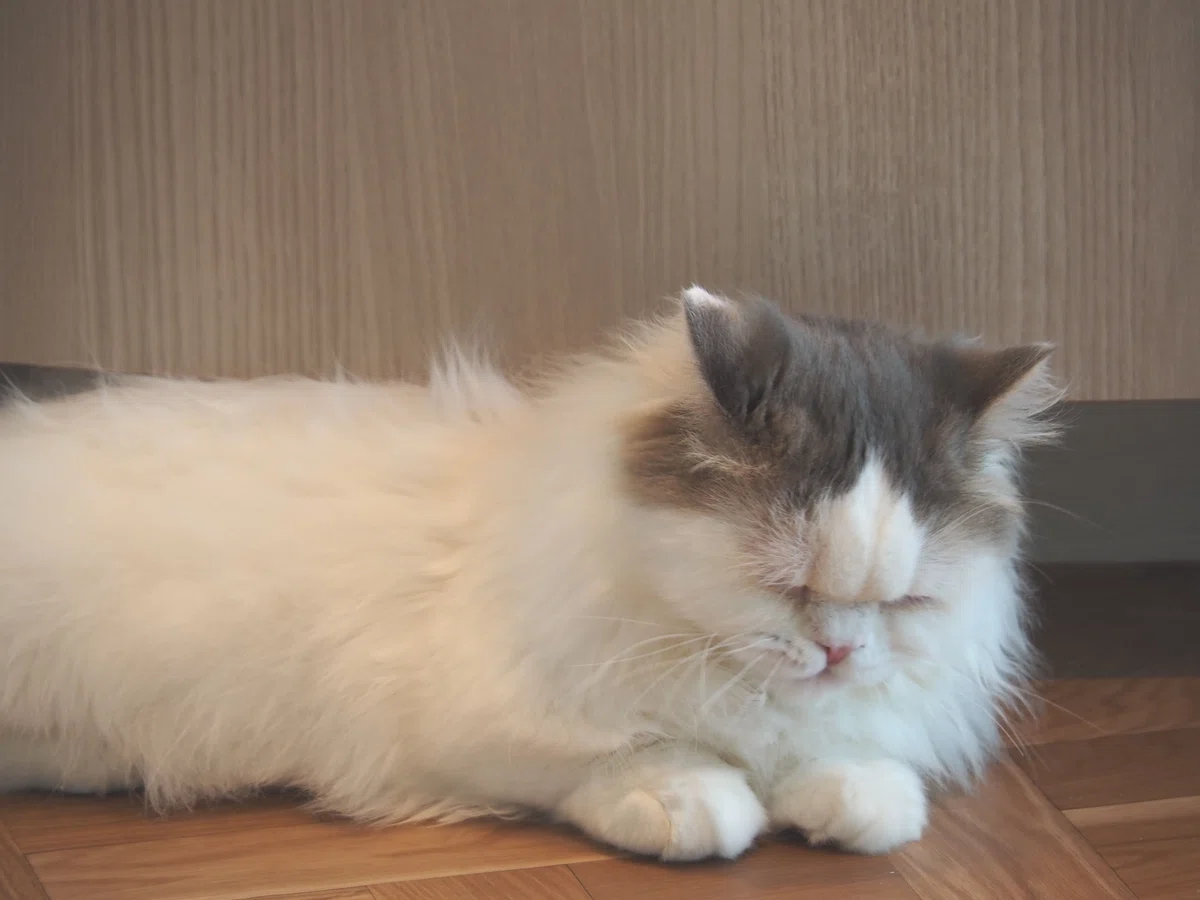 猫カフェ、モカMOCHA)の猫写真12