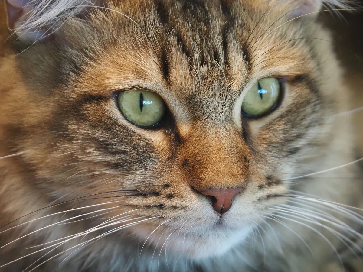 猫カフェ、モカMOCHA)の猫写真46