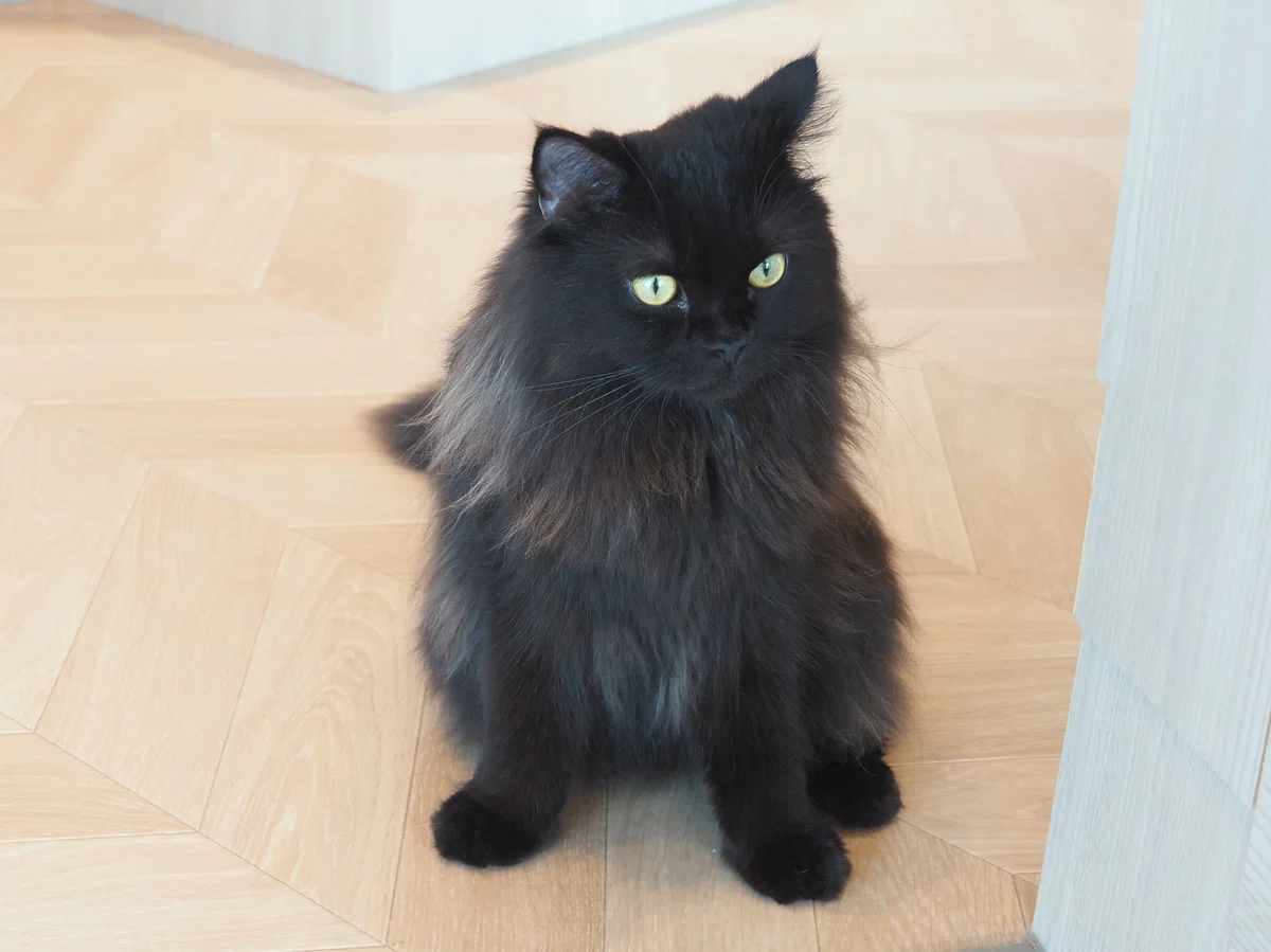 猫カフェ、モカMOCHA)の猫写真27