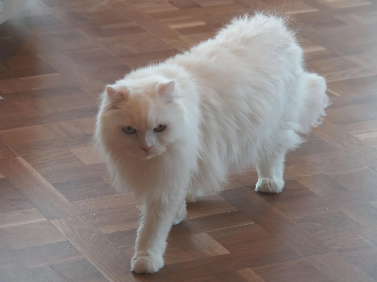 猫カフェ、モカMOCHA)の猫写真39