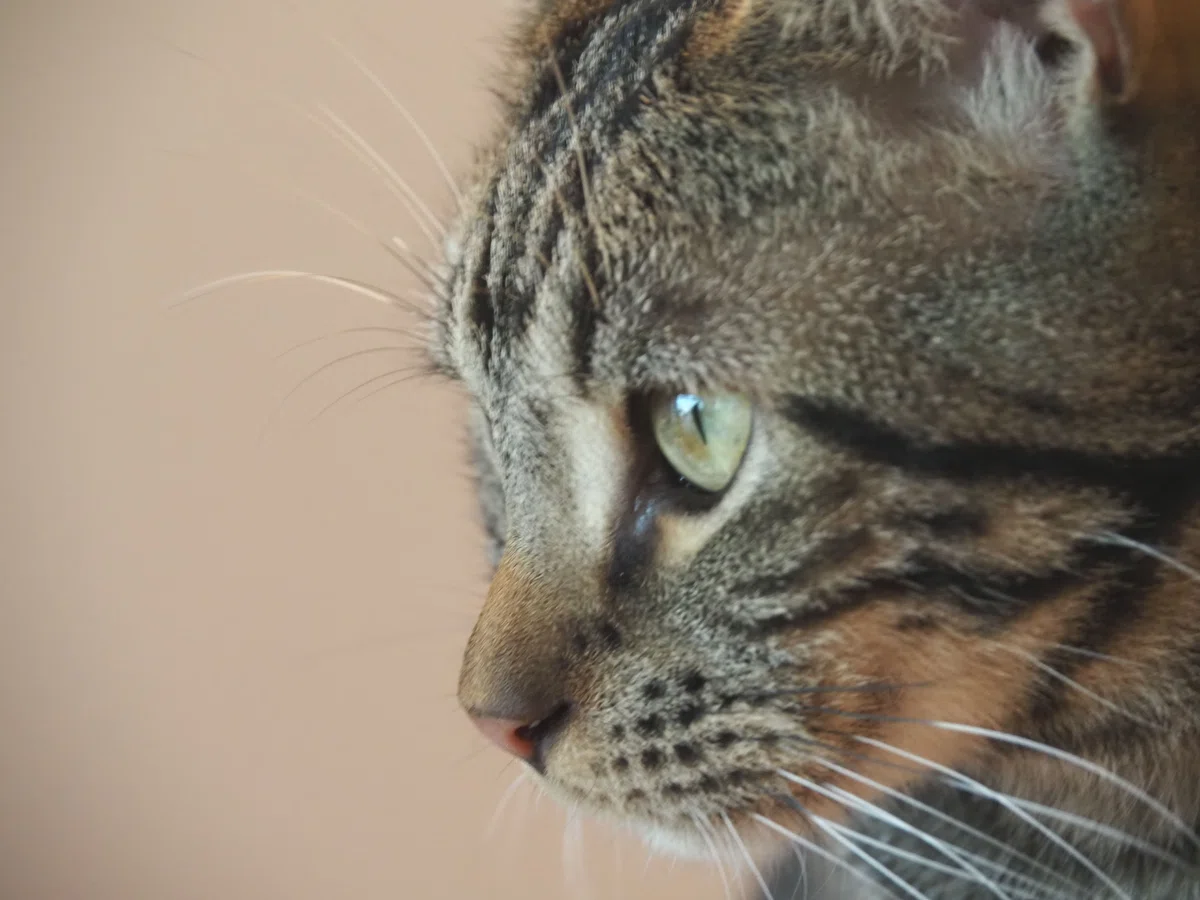 猫カフェ、モカMOCHA)の猫写真47