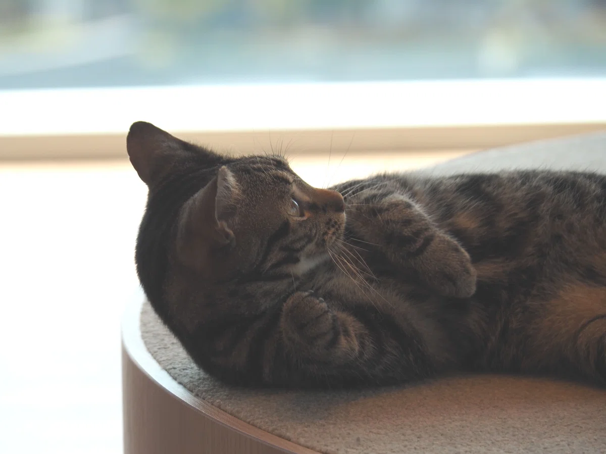 猫カフェ、モカMOCHA)の猫写真23