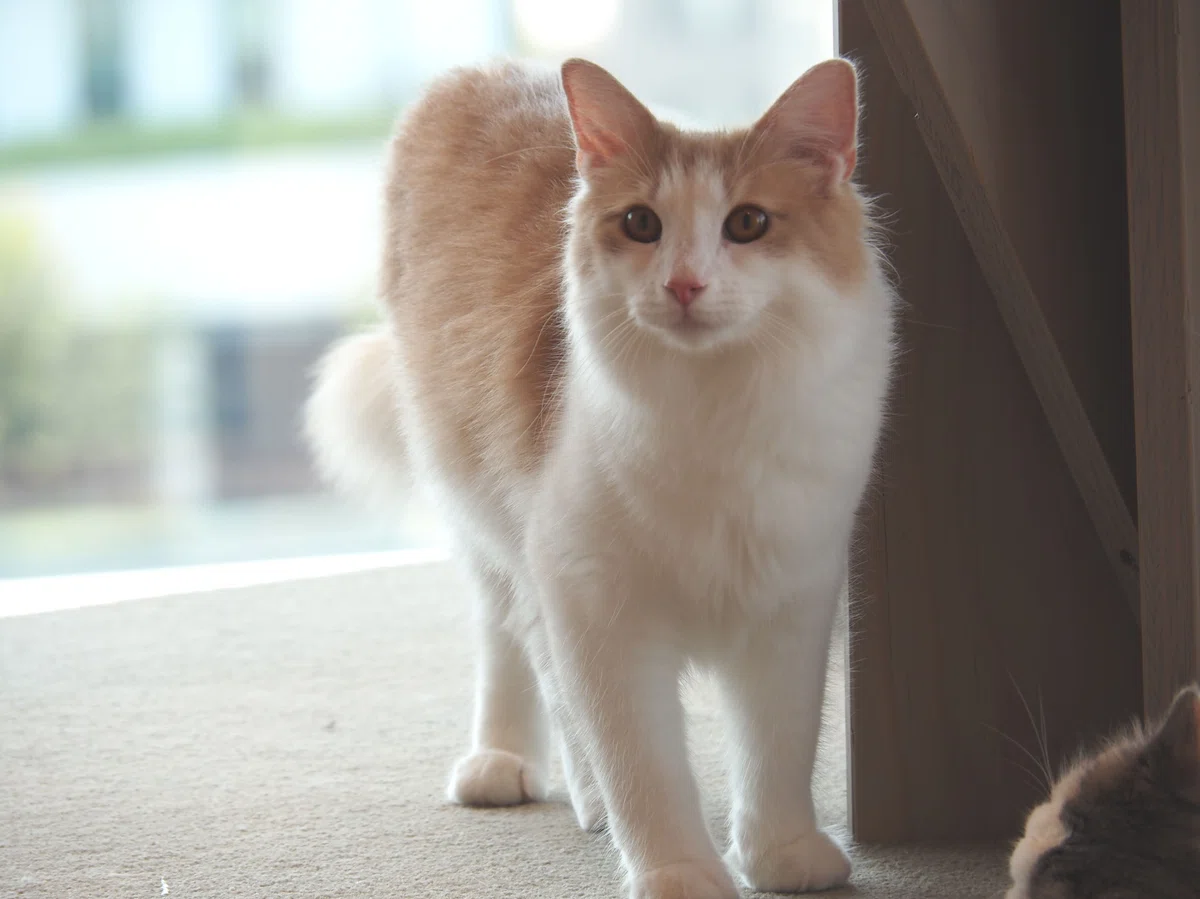 猫カフェ、モカMOCHA)の猫写真21