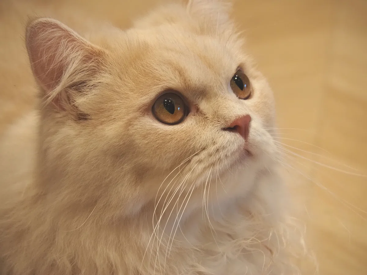猫カフェ、モカMOCHA)の猫写真49