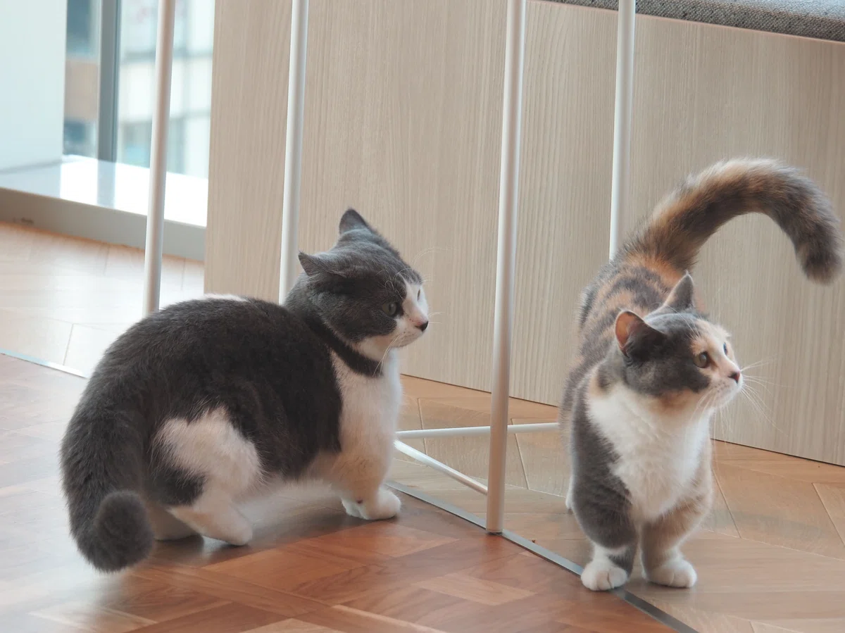 猫カフェ、モカMOCHA)の猫写真35