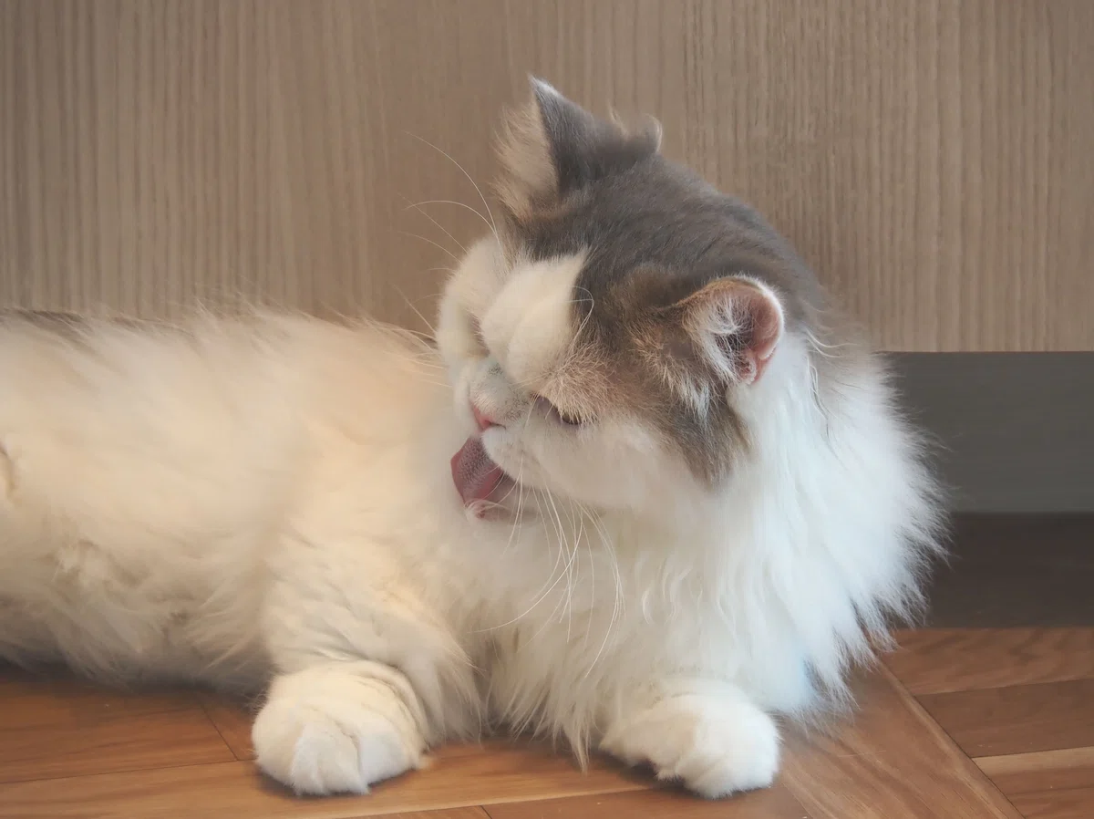 猫カフェ、モカMOCHA)の猫写真13