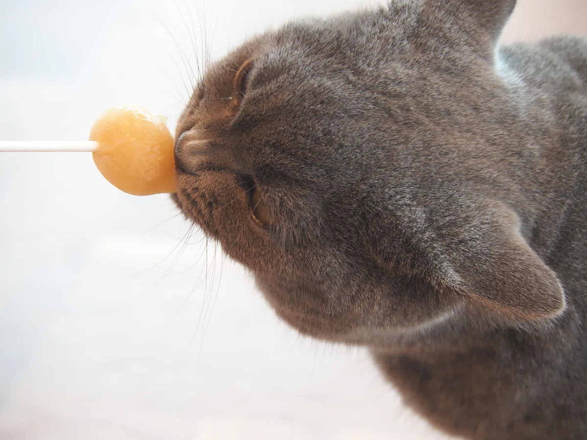 猫カフェ、モカMOCHA)の猫写真36