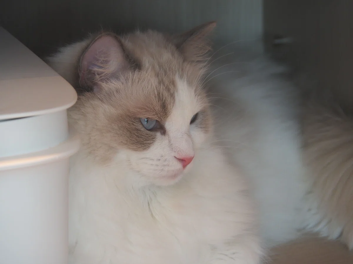 猫カフェ、モカMOCHA)の猫写真34