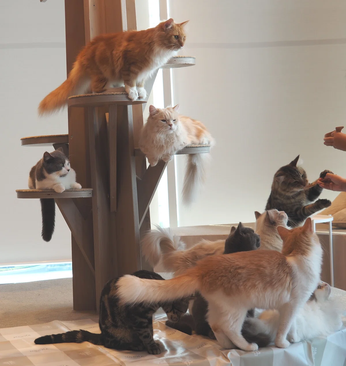 猫カフェ、モカMOCHA)の猫写真42